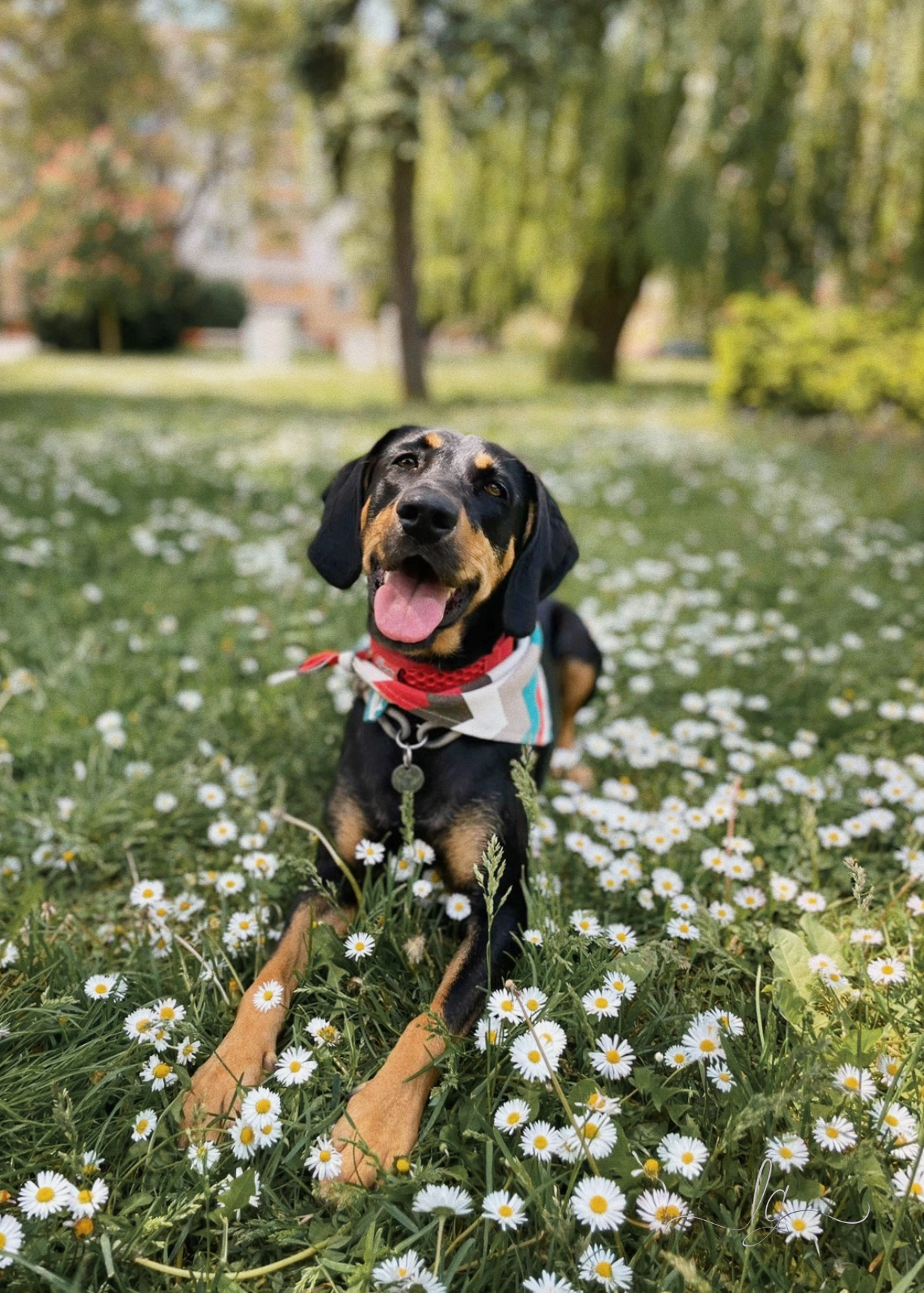 Dog laying on grass with flowers